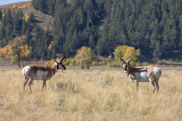 Naklejka na ściany i meble Pronghorn Antelope Bucks in Grand Teton National Park Wyoming in Autumn