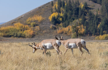Obraz premium Pronghorn Antelope Bucks in Grand Teton National Park Wyoming in Autumn