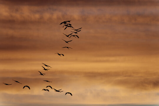 Cranes. Sunset on the Dar&szlig;, Germany