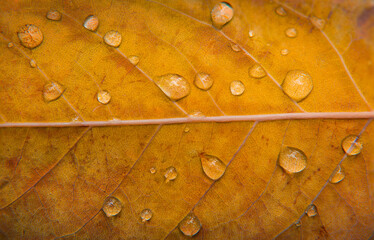 autumn background. rain drops. morning dew. orange, yellow, brown leaf. macro photography