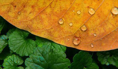 autumn background. rain drops. morning dew. green, orange, yellow, brown leaf. macro photography