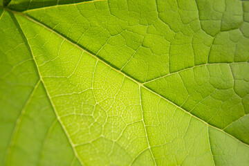 Fototapeta na wymiar close up photo of a green leaf. macro photography