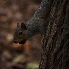 Squirrel in the park.