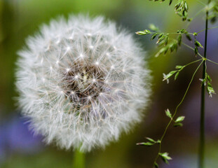 Dandelion with ripe seeds