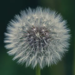 Foto op Plexiglas Dandelion with ripe seeds © Lelde
