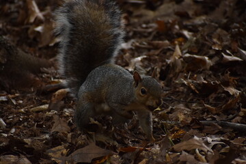 Squirrel in the park.