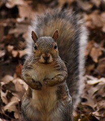 Naklejka na ściany i meble Squirrel in the park.