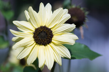  Miniature sunflower Italian White   with big creamy white flowers and deep chocolate brown flower centre blooming in the summer garden, ornamental plants and attracting pollinators concept