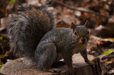 Naklejka na ściany i meble Squirrel in the park.