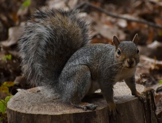 Squirrel in the park.
