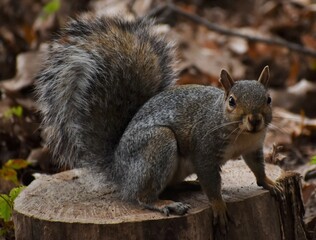 Obraz premium Squirrel in the park.