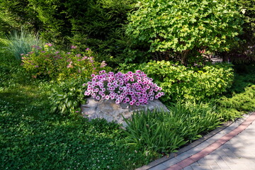 A decorative garden with flowering plants, spruce and viburnum on a sunny summer day.