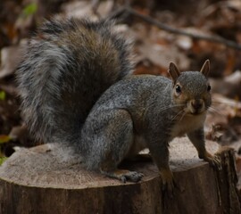 Squirrel in the park.