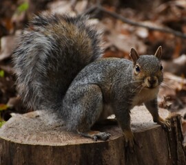 Squirrel in the park.