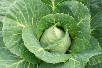 Fototapeta premium The cone-shaped head of early Tochka cabbage is ripe in a garden bed.