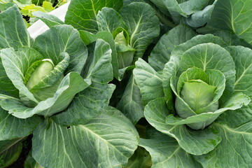 Fototapeta na wymiar Three heads of early white cabbage of the Tochka variety have ripened in a garden bed.
