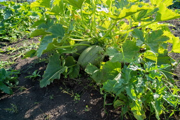 A spaghetti pumpkin bush with fruits grows in a vegetable garden on a sunny summer day.