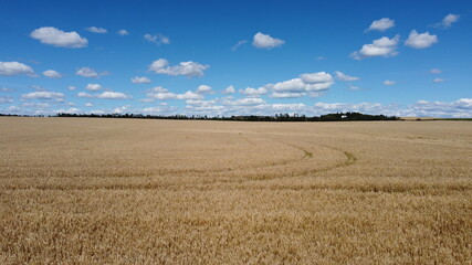 Obraz premium Rural field ready to be harvested