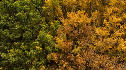 Tree tops from above changing from summer to fall