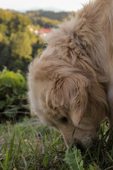Fototapeta premium cute golden retriever dog in the green grass