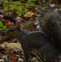 Squirrel in the woods