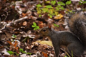 Squirrel in the woods