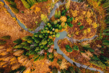 Aerial landscape yellow autumn forest with meander small winding river with sun light, top view