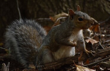 Squirrel in the woods