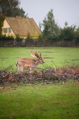 Two deers,  Dama dama deer, European fallow deer