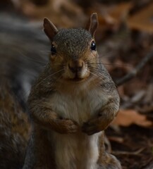 Squirrel in the woods