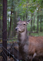 female deer in the forest portrait