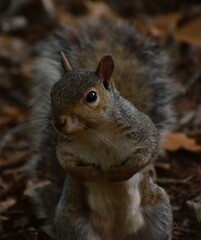 Squirrel in the woods
