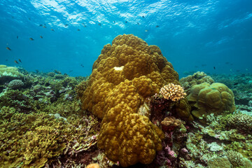 Naklejka na ściany i meble Hard coral in Maldives