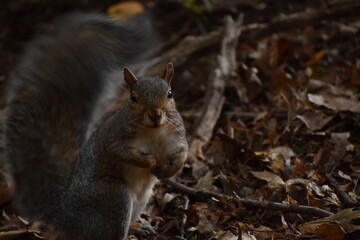Fototapeta premium Squirrel in the woods