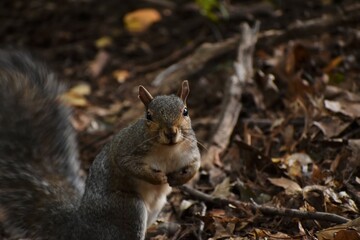 Squirrel in the woods