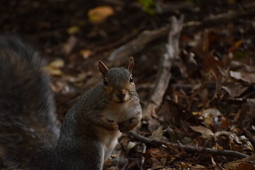 Squirrel in the woods