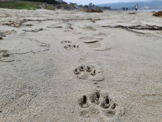 Footsteps in the sand
