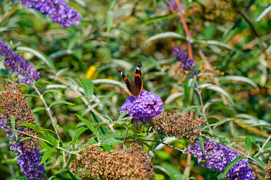 papillon le vulcain