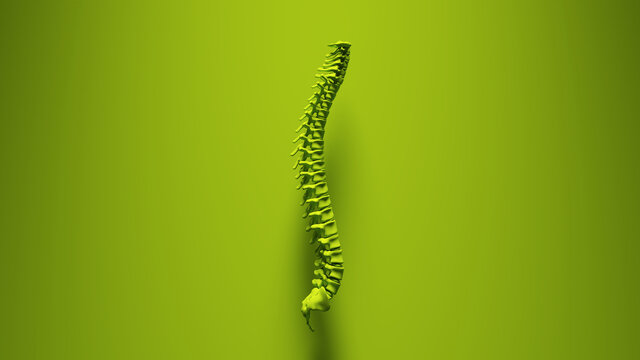 Green Vibrant Spine Spinal Cord Vertebrae Curves Background 3d illustration render