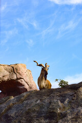 mountain goat on the rock