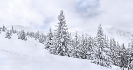 Winter landscape of mountains in fir tree forest and glade in snow. Carpathian mountains