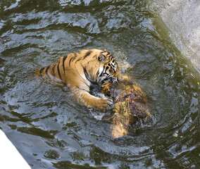 Fototapeta na wymiar A hungry tiger gnaws on a log, swimming in the water.