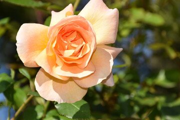 orange rose