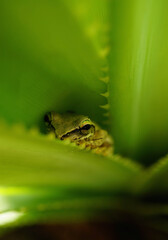 Vertical Close-up Photo of a frog that sits in a green plant and looks at the camera