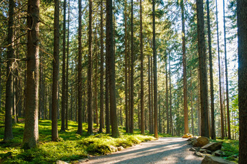 Fototapeta premium Autumn forest path at sunset. Forest hiking trail with high pine trees at sun light