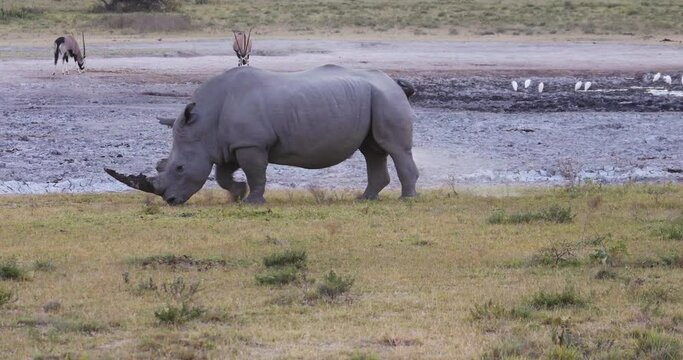 rhino urinating