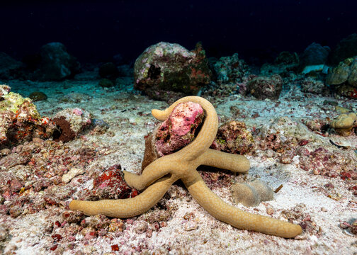 Guilding’s Sea Star, Linckia Guildingi, In Maldives. Also Called Comet Star As It Exhibits Atatomy, Shedding One Arm, A Form Of Reproduction.