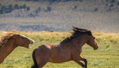 Wild Mustang chase California desert