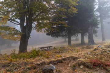 Fototapeta premium Fog over the autumn trees