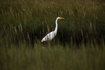 Fototapeta premium great white heron in Galveston, Texas